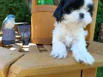 Shih TZU sunia rodowód