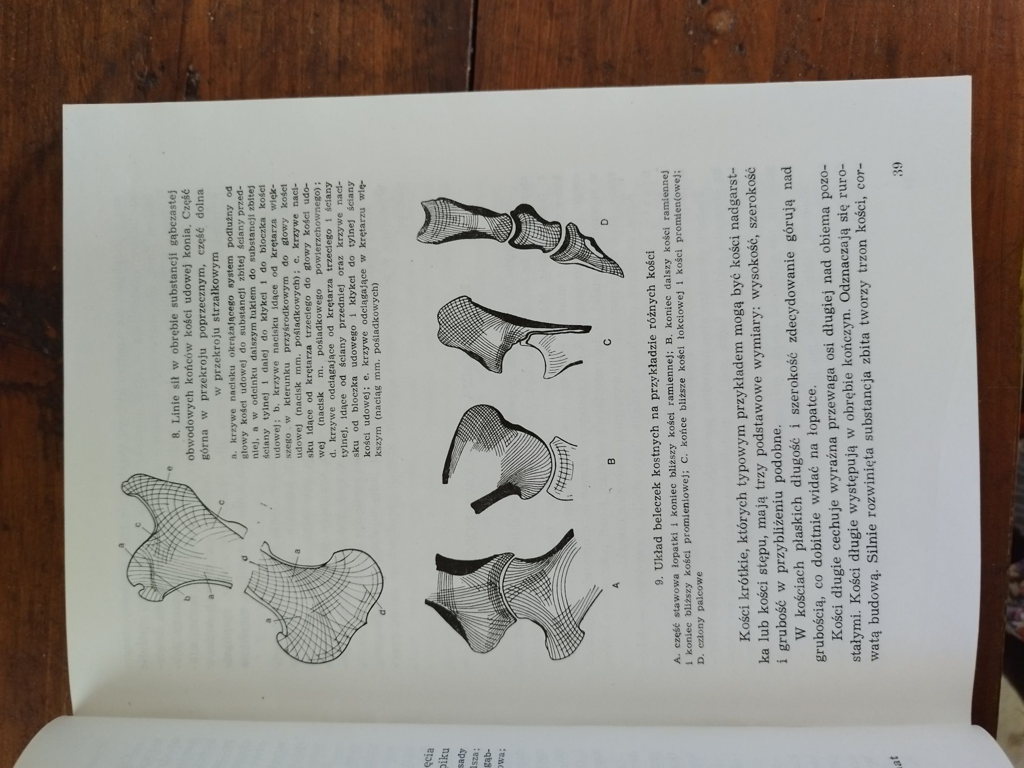 Anatomia zwierząt Krysiak