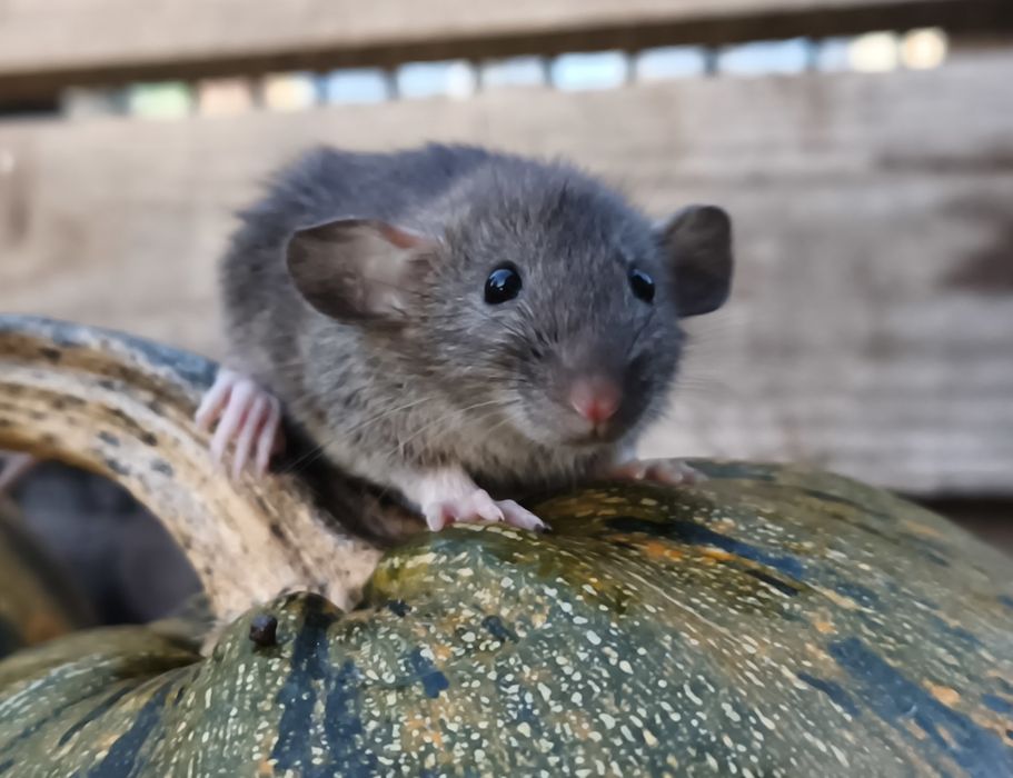 Młode oswojone szczurki samce i samice domowa hodowla, dumbo osowjone