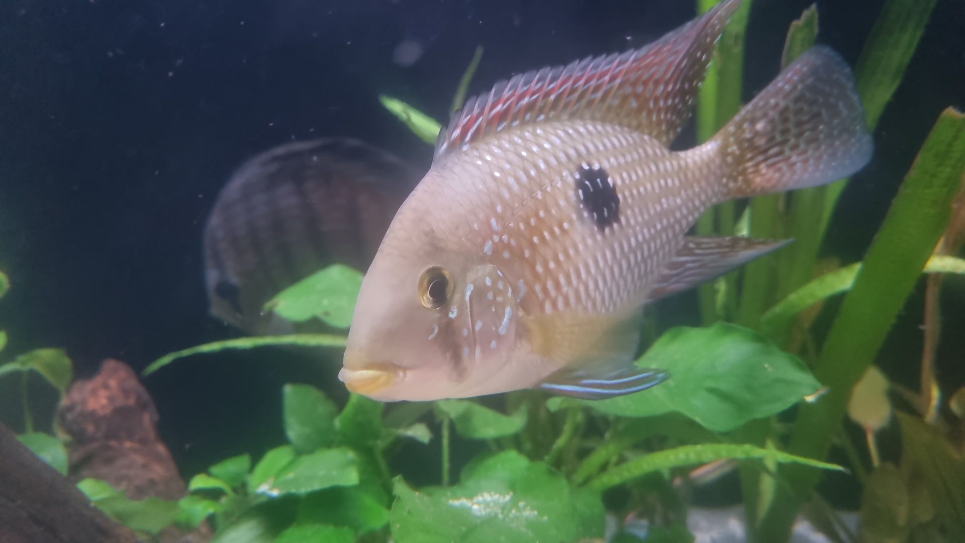Geophagus Red Bahia