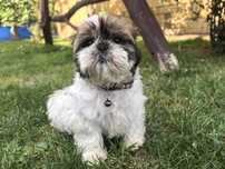 Śliczna suczka shih tzu.