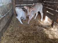 Brown swiss byczek jałówka