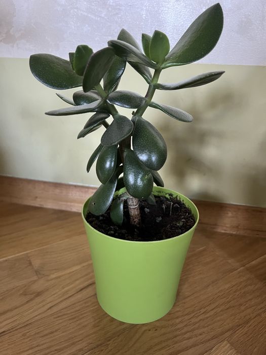 Грошове дерево, кімнатні рослини