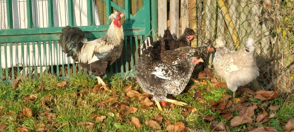 Czubatka staropolska,  jaja lęgowe