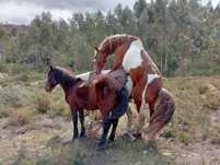 Cavalo malhado cobricao