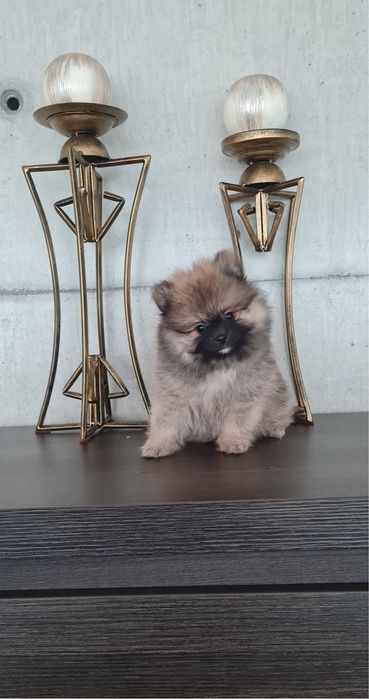 Estupendo mini Lulu da Pomerânia / Spitz Alemão Anão de Qualidade