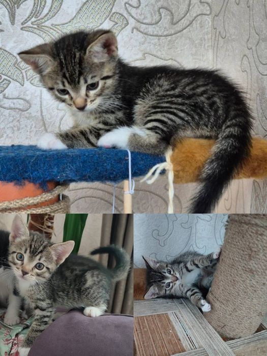Кошеня, котики, кіт 2 місяці. Безкоштовно.