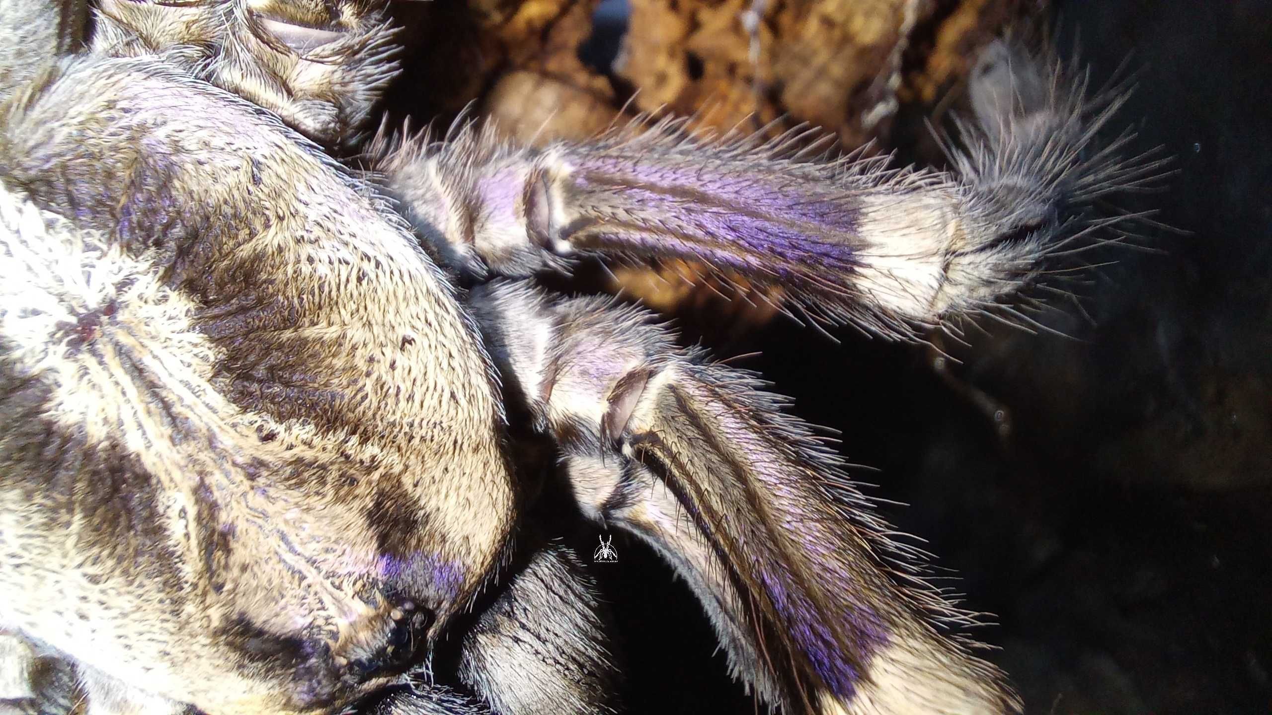 Паук Poecilotheria miranda, самка