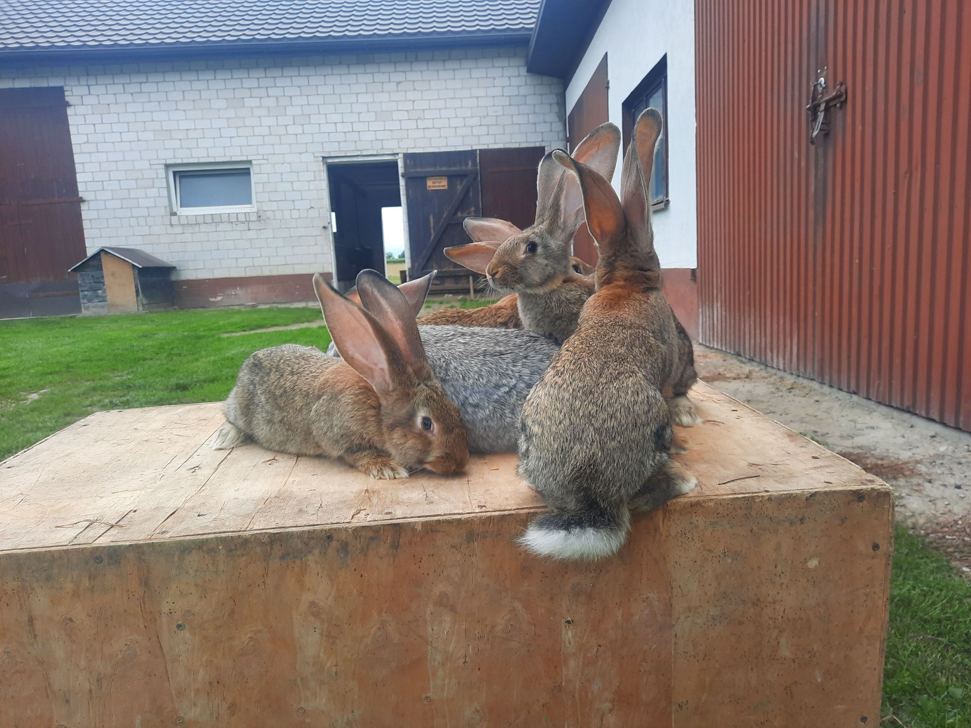 Olbrzym Belgijski