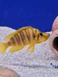 Altolamprologus Com Mandarin ,,Tanganika Koło''