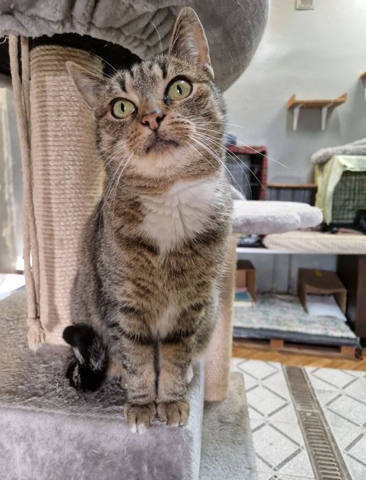 Funia, wycofana koteczka.