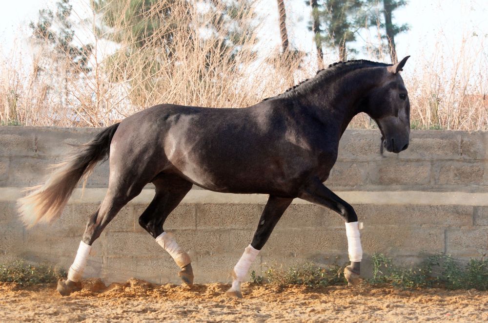 Poldro lusitano com 3 anos