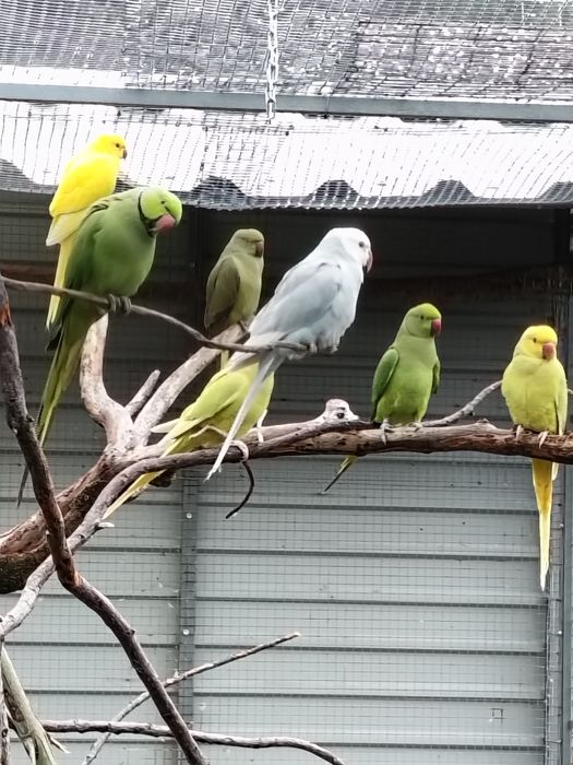 Cedência Ring Necks