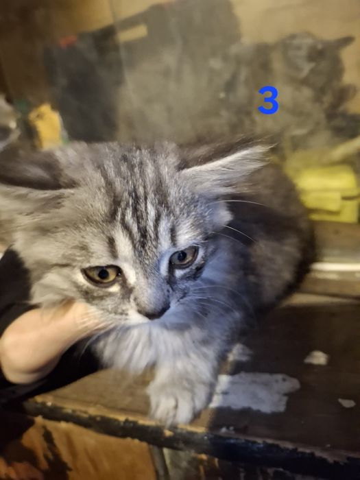 Відаю в добрі руки