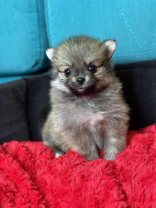 Szpic miniaturowy pomeranian