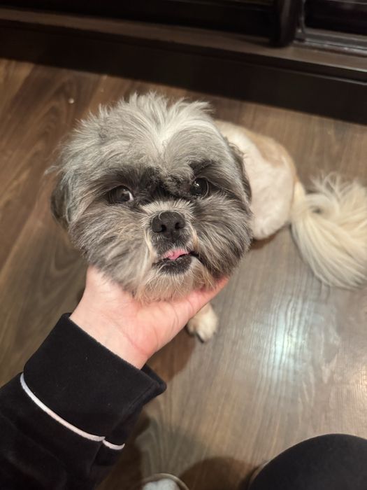 Продам собачку ши-тцу