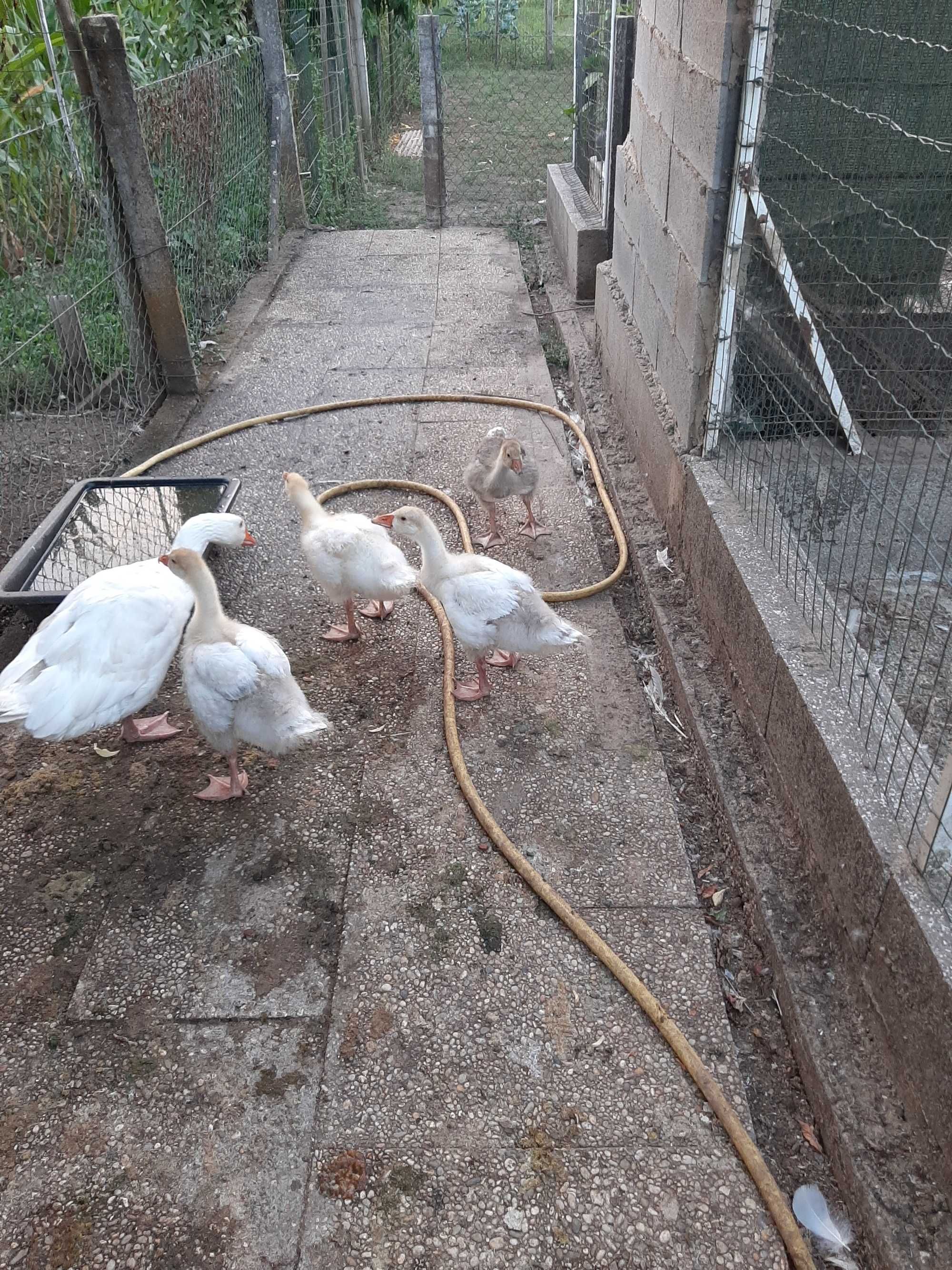 Ganços sinaleiros