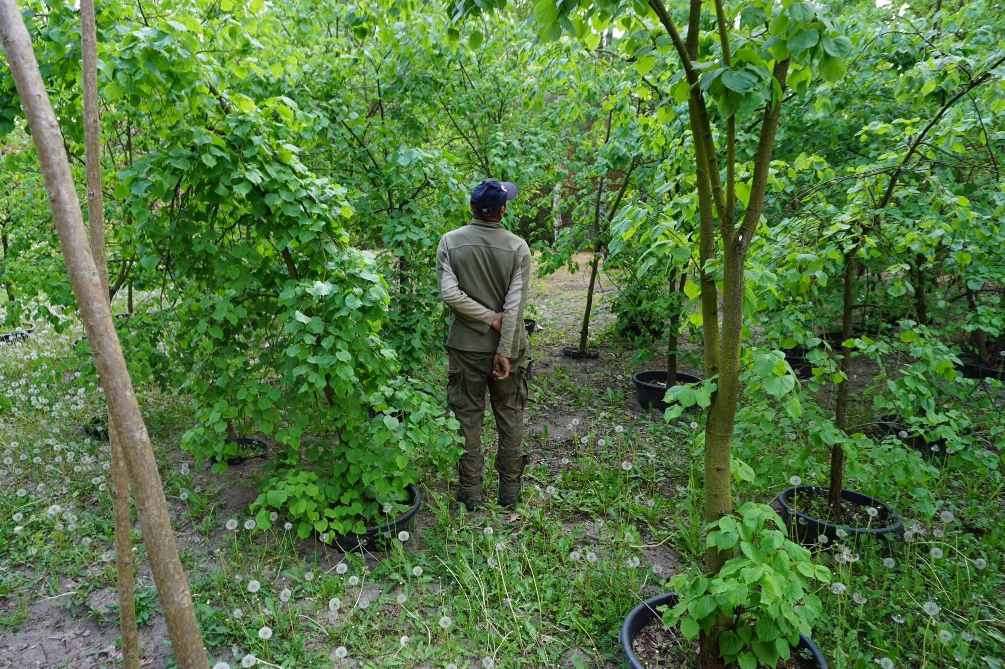 200-300cm lipa szerokolistna _ lipa wielkolistna _ Tilia platyphyllos