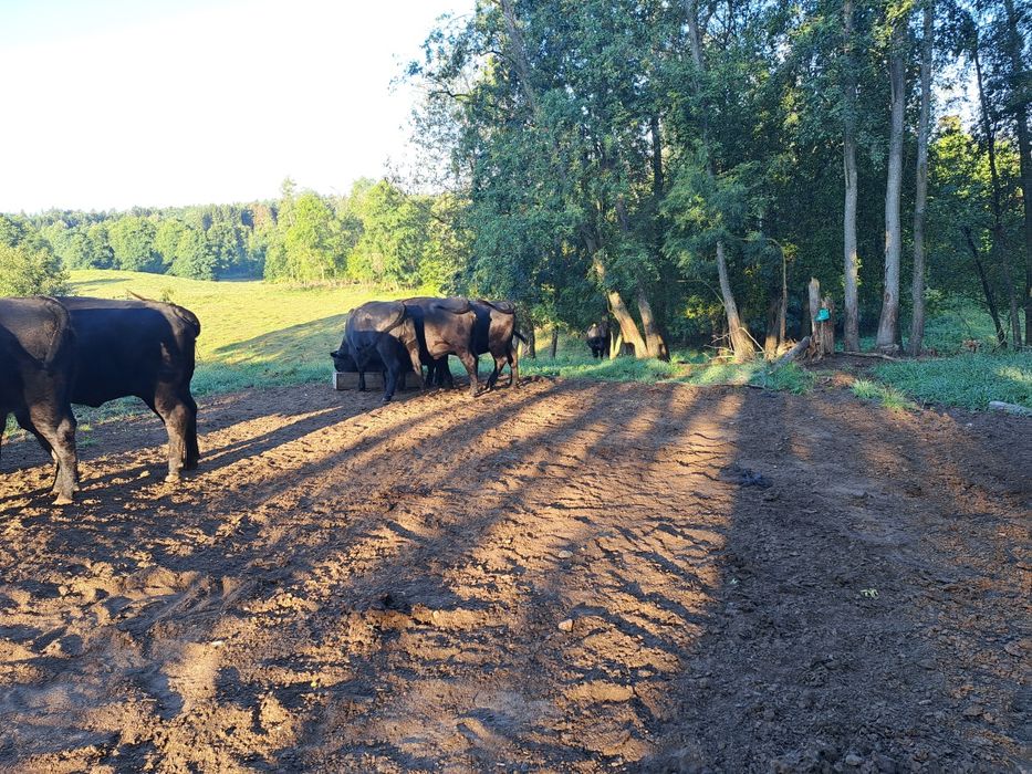 Jałówka rasy Angus
