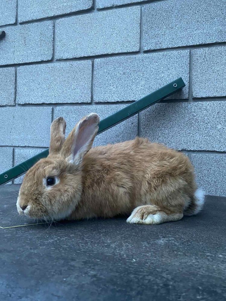 Кролик   мальчик