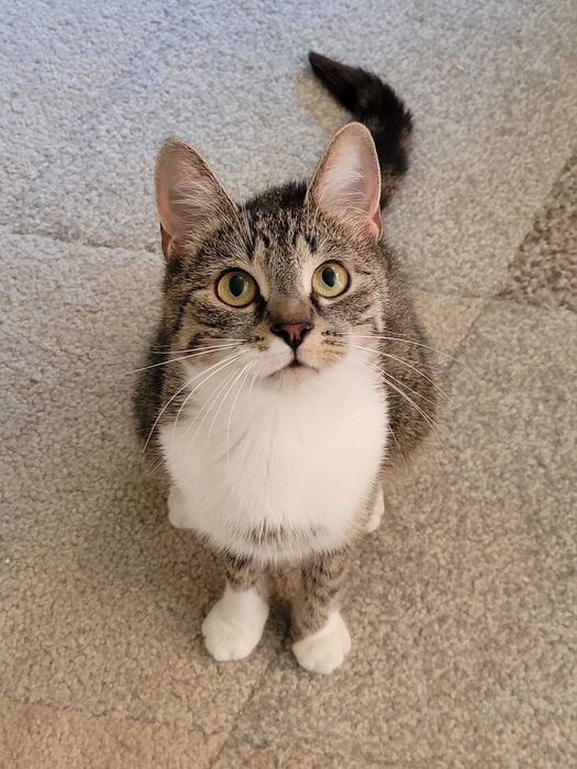 Kotka Osinka po urazie kręgosłupa szuka troskliwego domu.