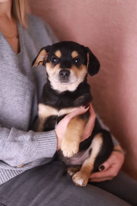 Wesoły szczeniak rozkocha w sobie każdego  :-)