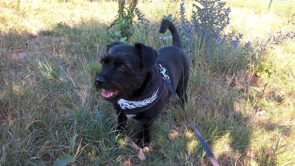 Dyplomowany Behawiorysta - Zoopsycholog dla Twojego psa, Trener psów