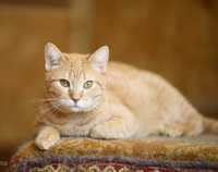 Строптивая красавица Фанта, кошка 1,5 года