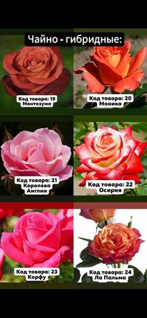 Продаж штамбової Рози
