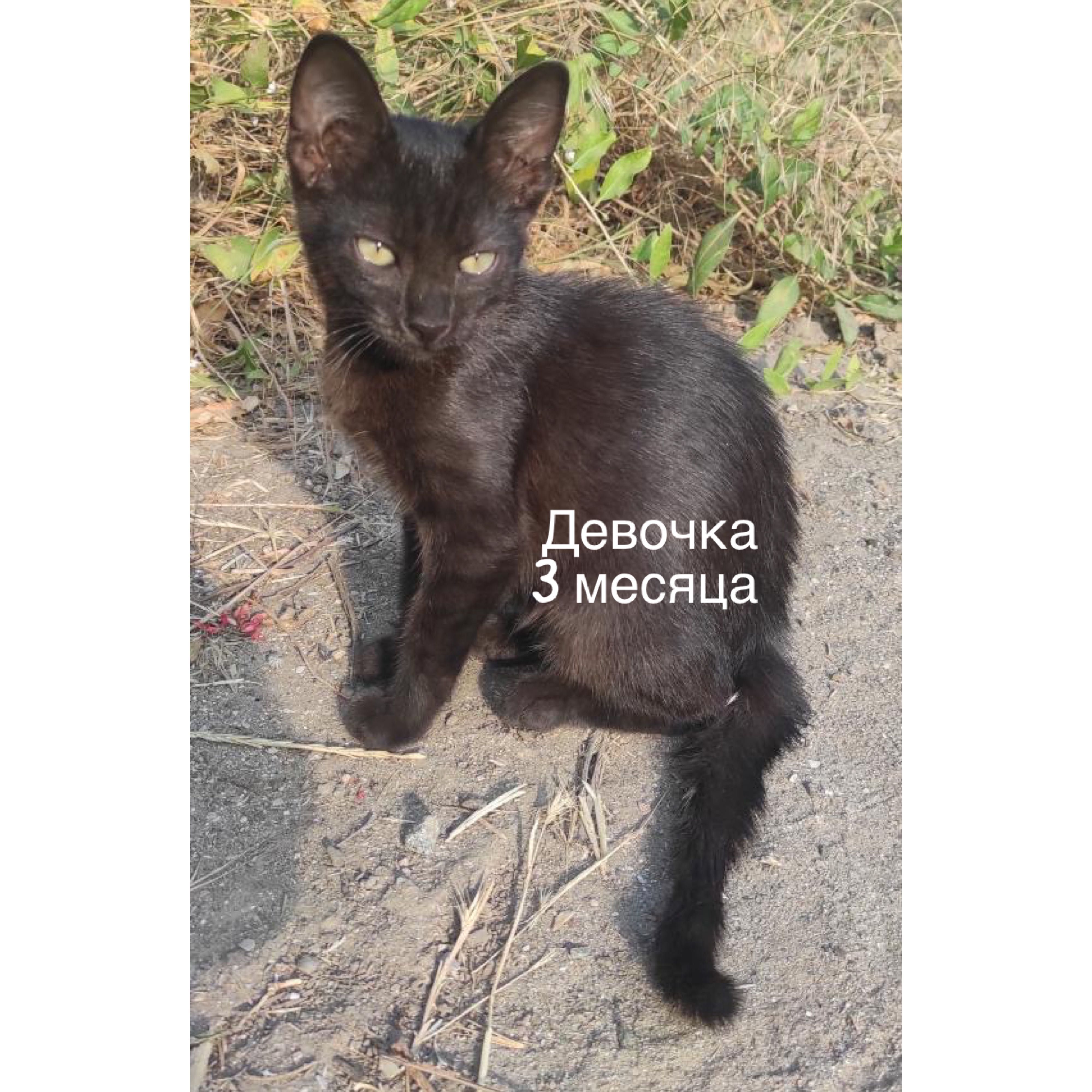 Красивые котята Бесплатно