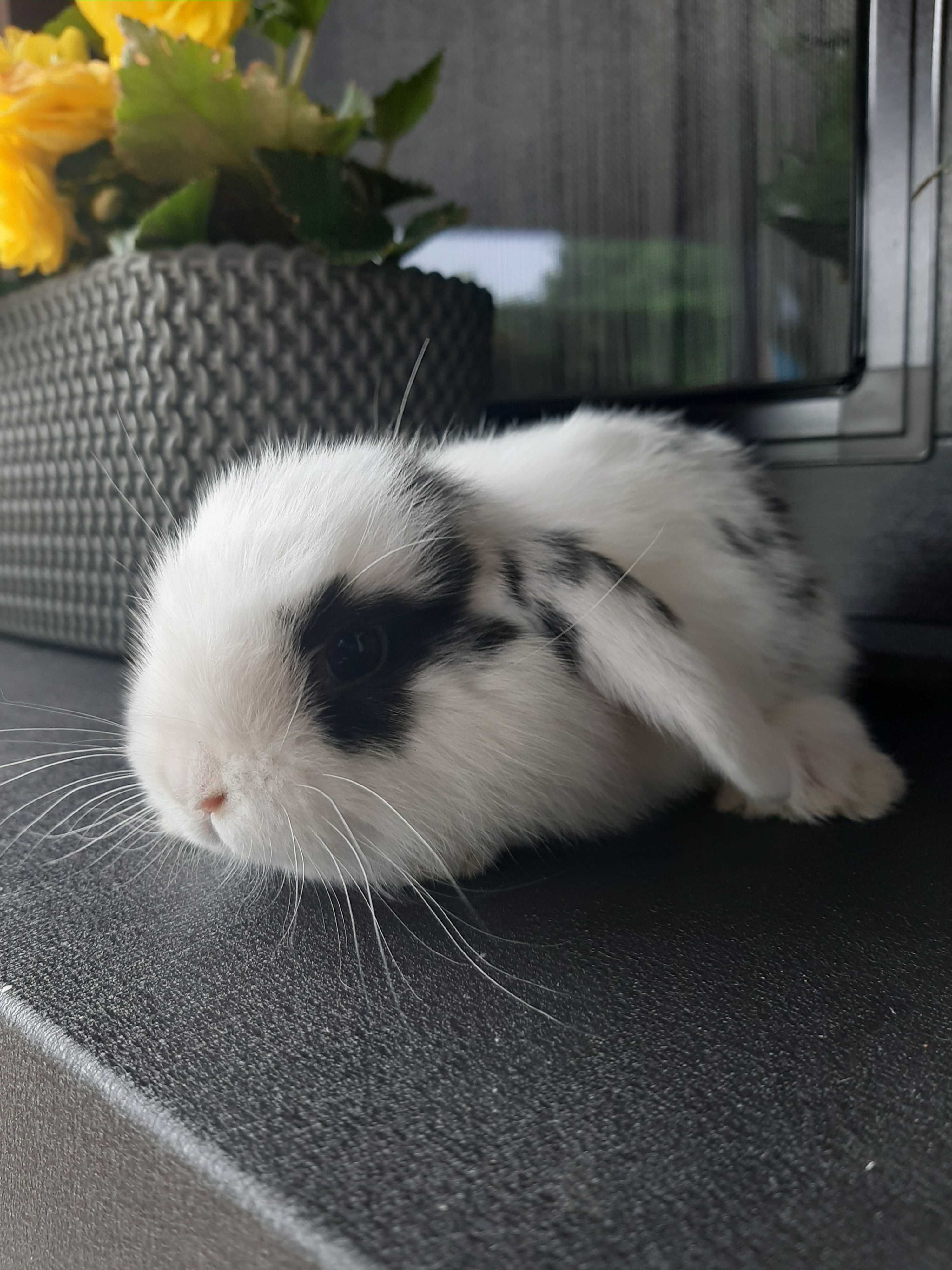 kroliki baranek  miniaturka karzełek mini lop