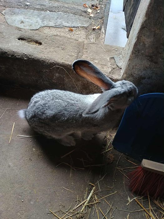 Króliki olbrzym belgijski