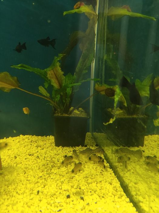 Corydoras  panda