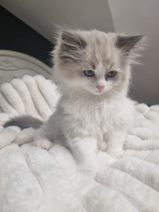 Ragdoll śliczne kotki rodowodowe hodowla FPL kotka Bicolour Seal n03