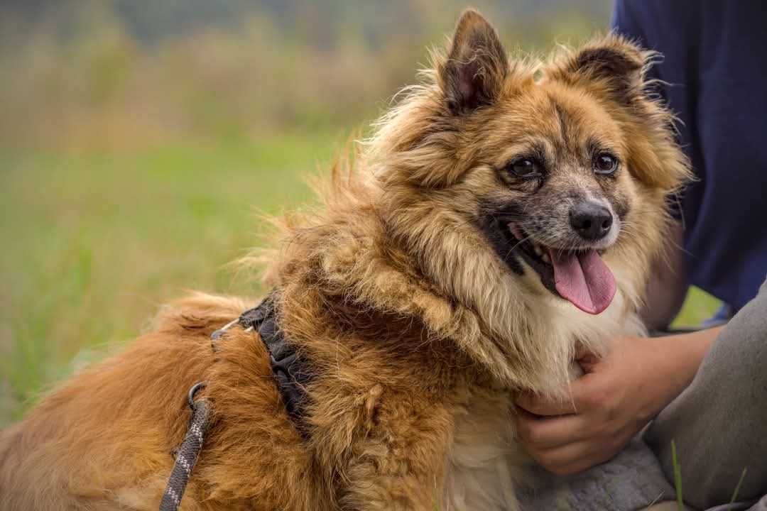 Biilbo- piękny kundelek do adopcji