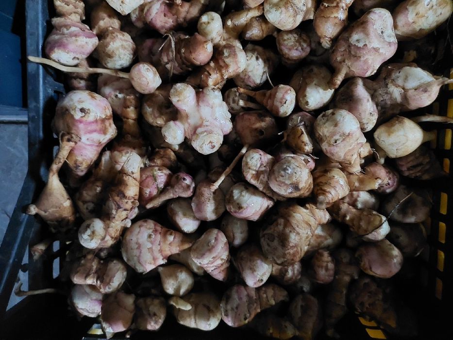 Topinambur  leczniczy sadzeniak 10kg