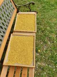 Zestaw: pyłek pszczeli i miód słonecznikowy