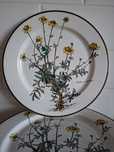Talerze Villeroy&Bosh botanica