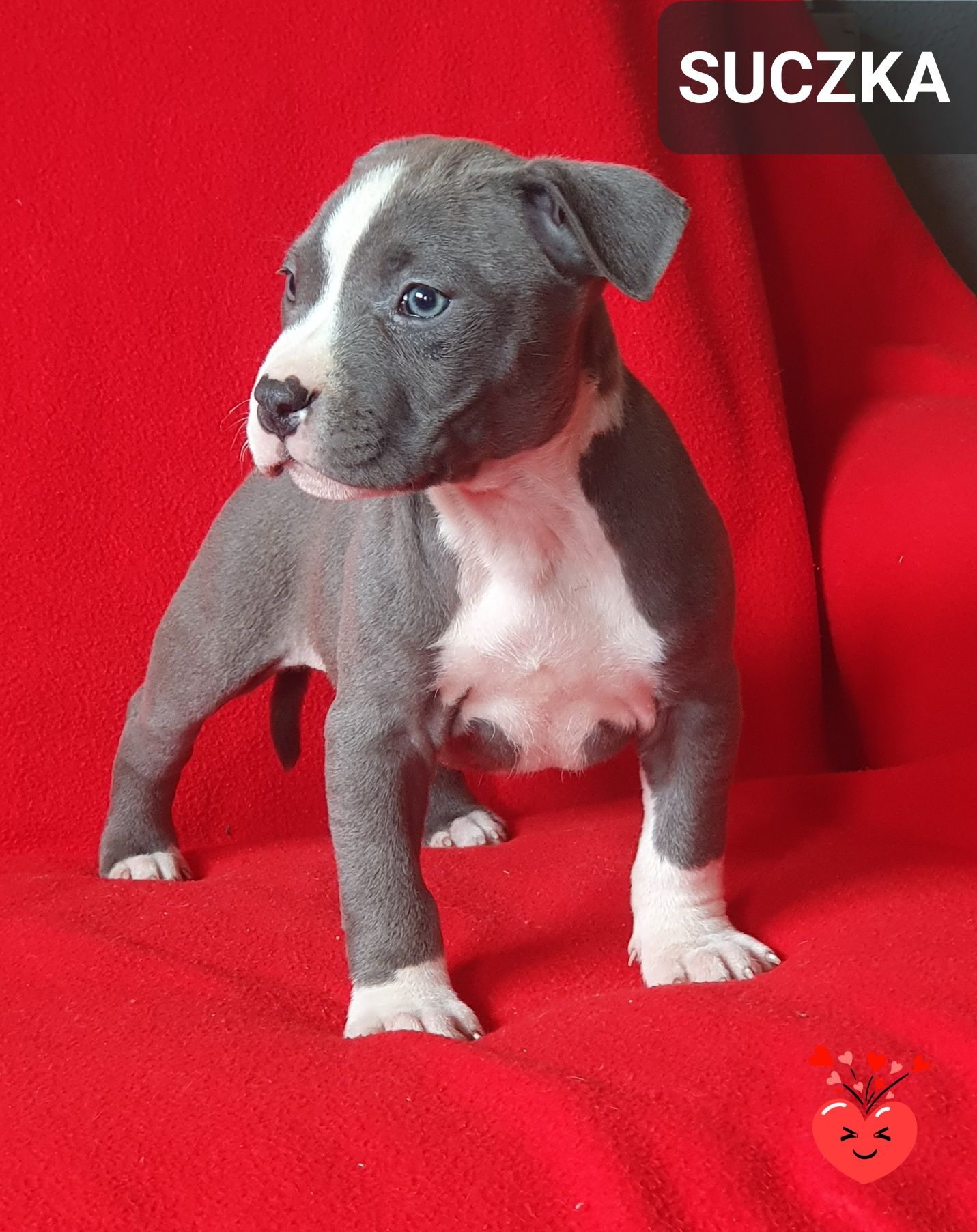 American Staffordshire Terrier AMSTAFF suczka