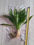 Echinodorus amazonka