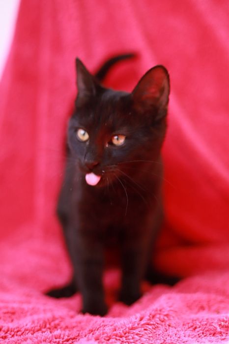 Luna - czarna kotka, must have każdej wiedźmy na hallowen i nie tylko