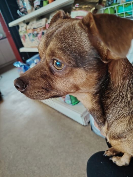 Karmel do adopcji