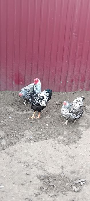 Куры Виандот 600 гр.