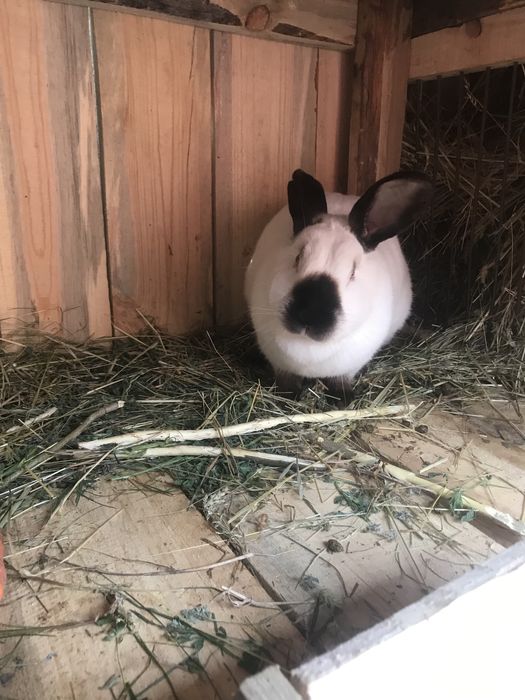 Продам кролицю..