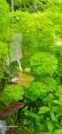 Roślinki  akwariowa  Limnophila Sessiliflora