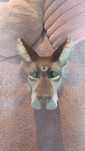 Maska therian Wilk terian Wolf cosplay furry furas ogon wilka