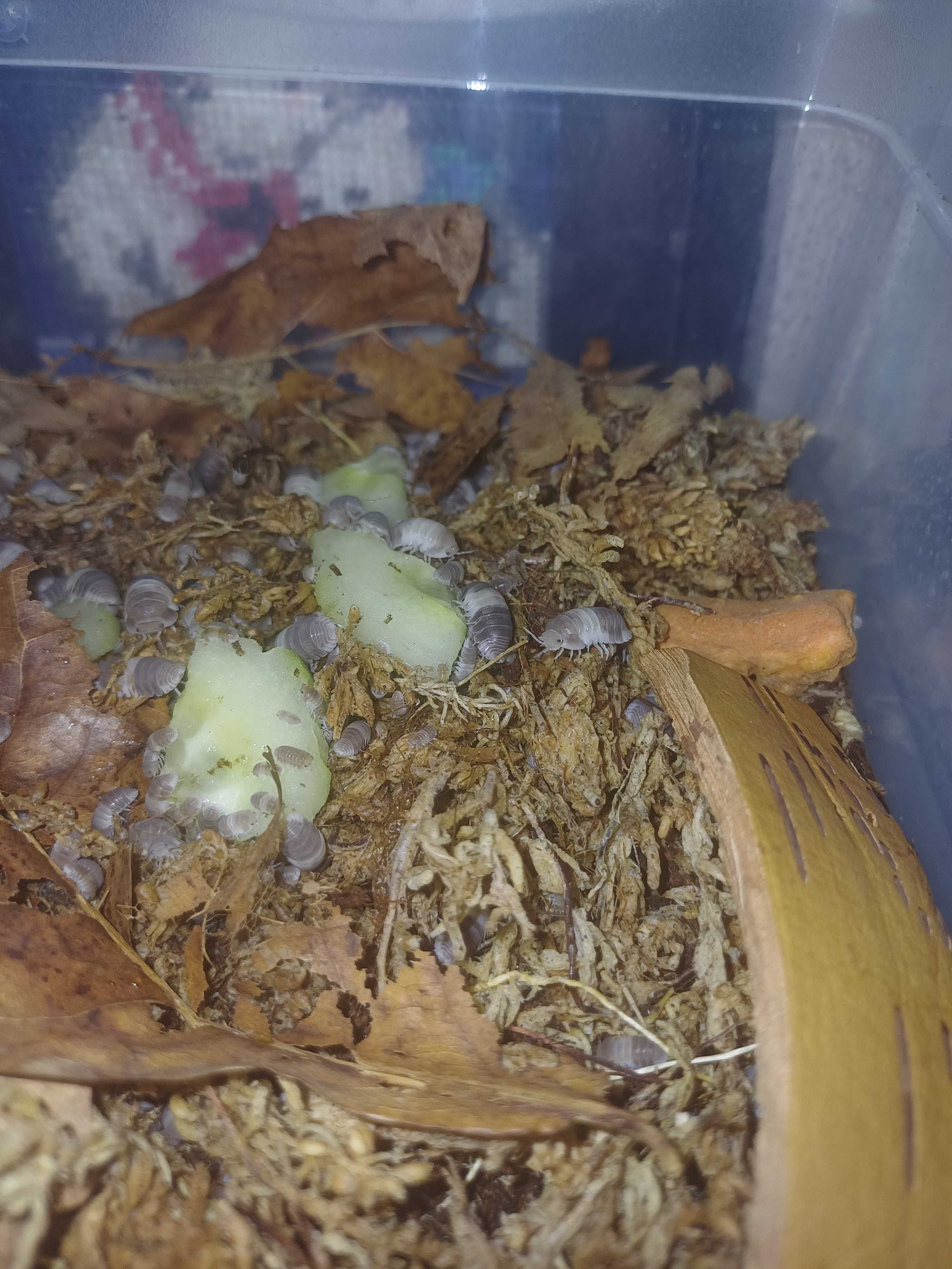 Cubaris sp Panda King