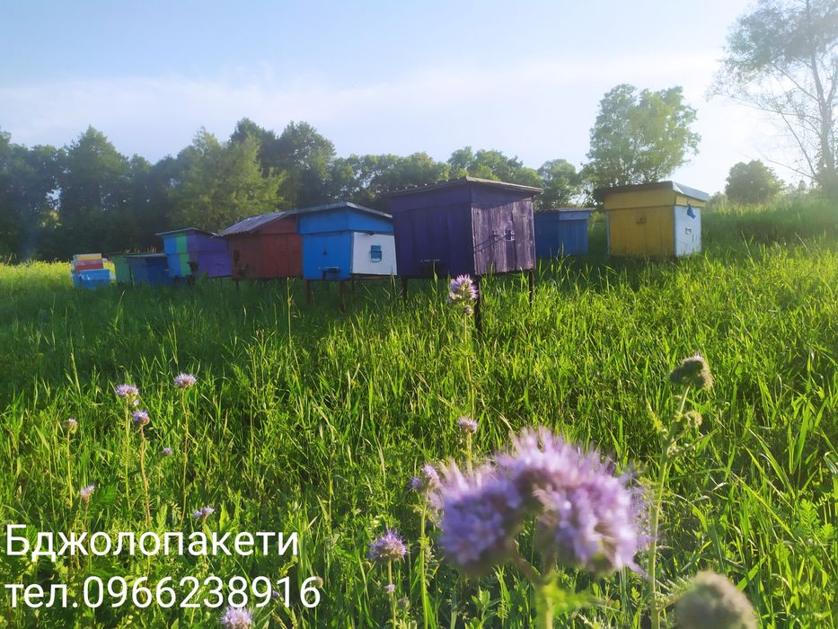 Бджолопакети бджолосім'ї бджоли 250шт