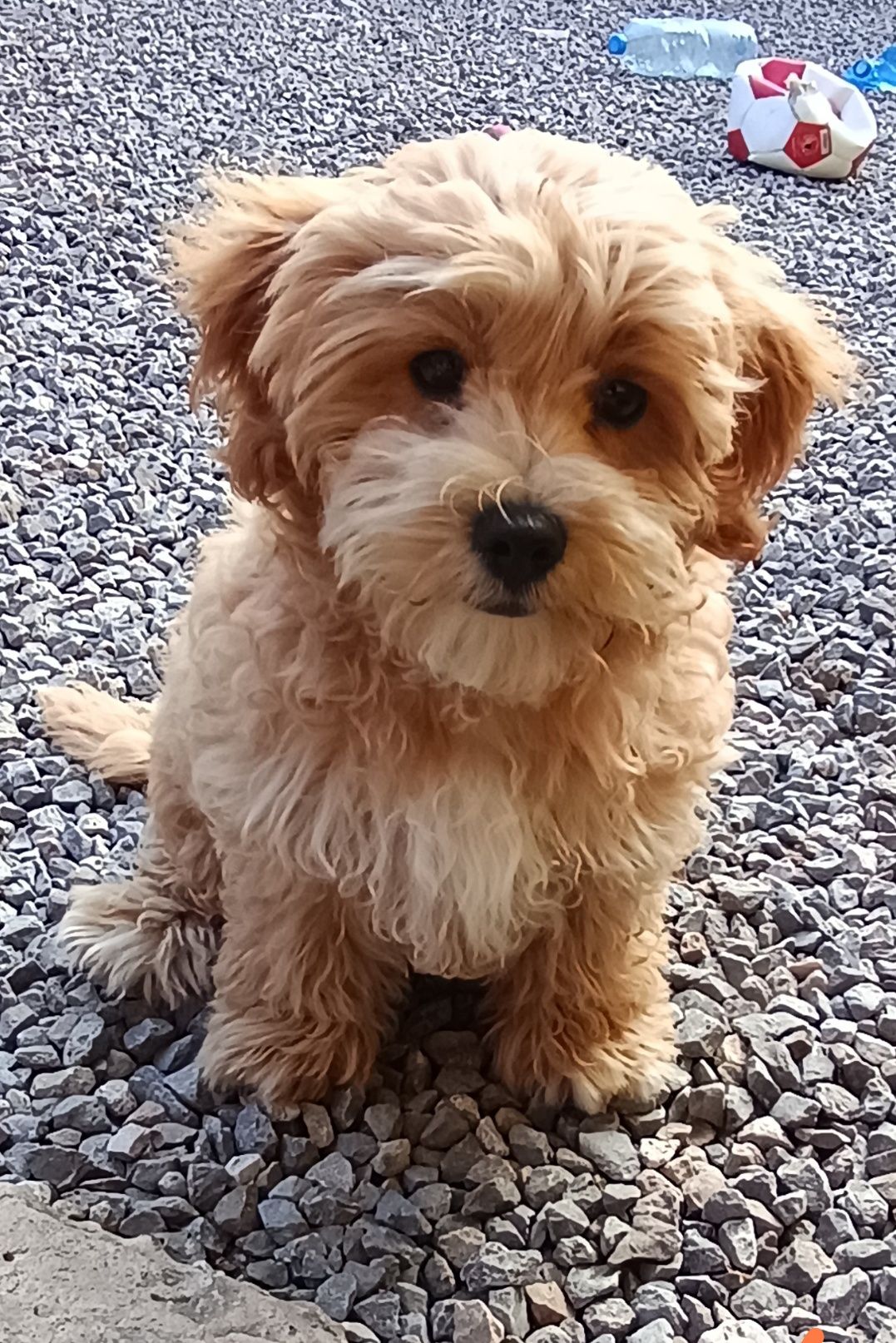 Piesek maltipoo _