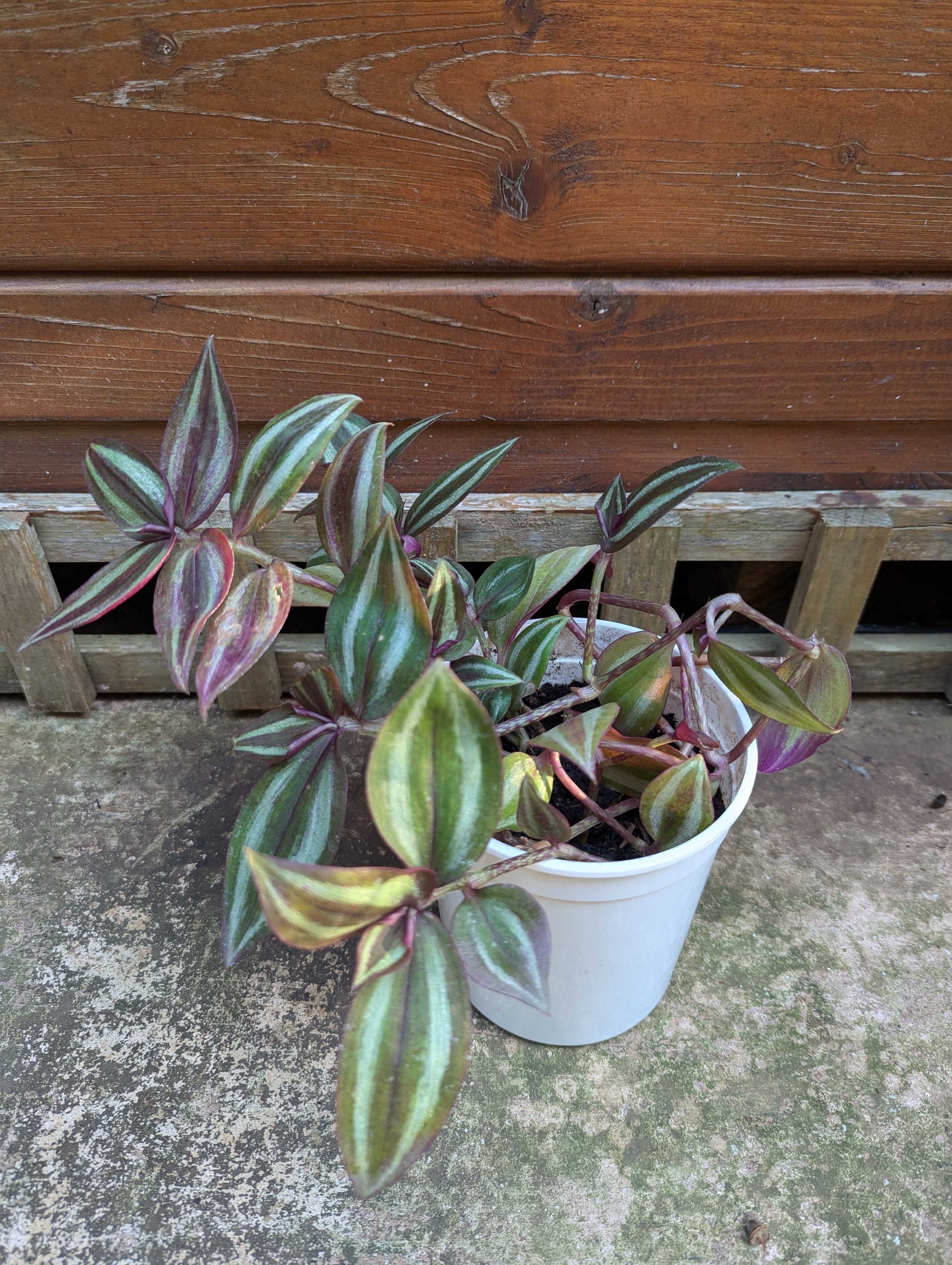 Plantas para venda! :)